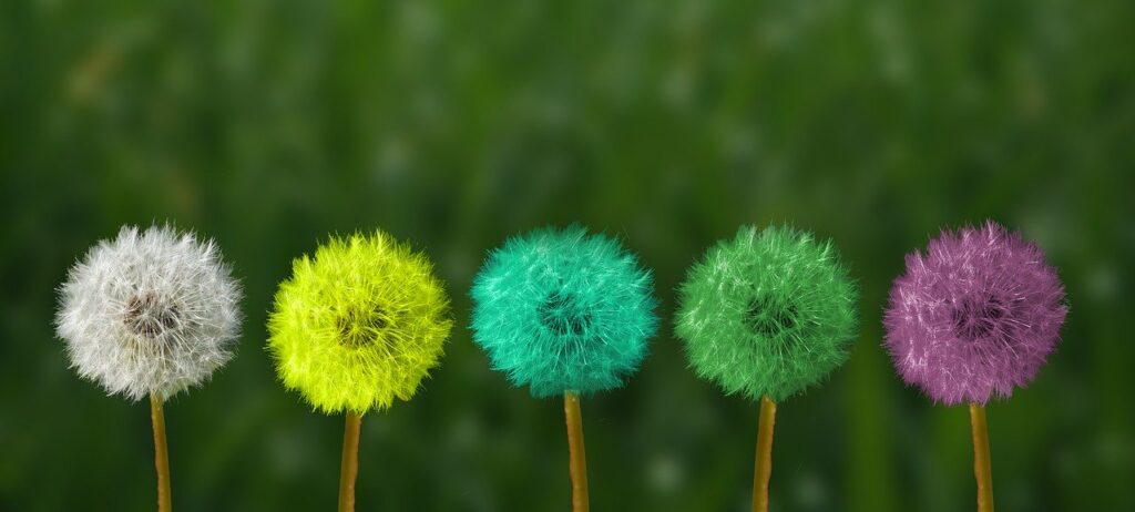 dandelion, colorful, people of color